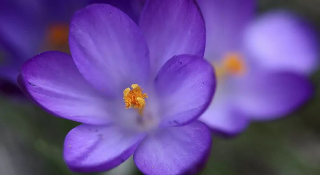 flower-purple